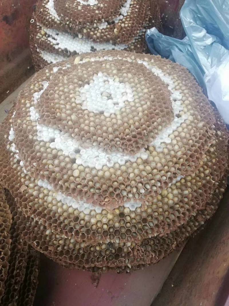 湖北湖南特产油炸蜂蛹树蜂七里黄角非贵州云南四川蜂儿子