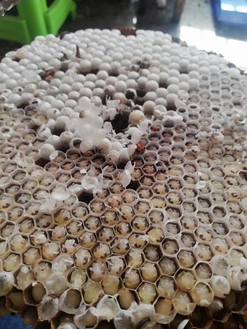 湖北湖南特产油炸蜂蛹树蜂七里黄角非贵州云南四川蜂儿子
