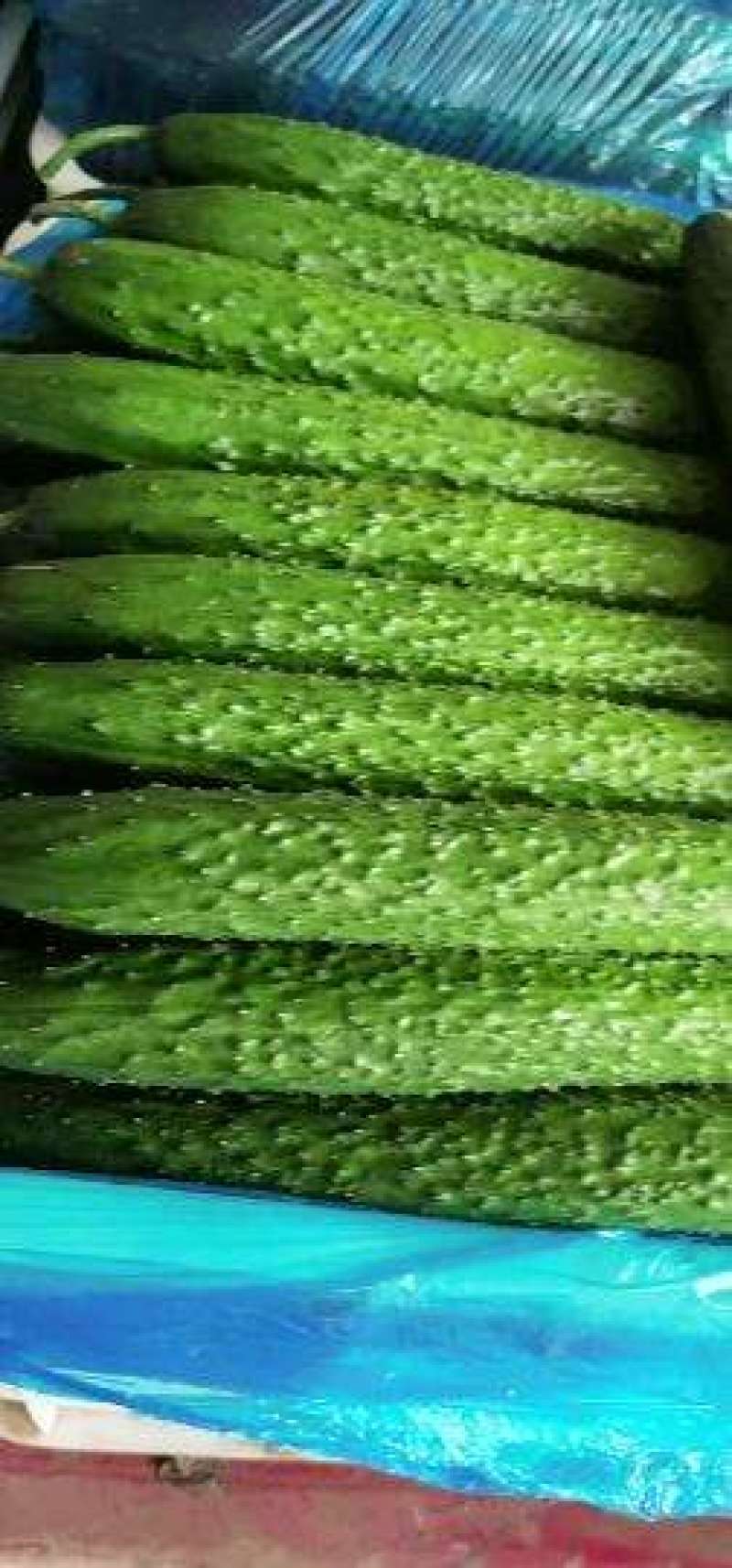 山东莘县密刺黄瓜，大量上市中，一手货源，货源充足。