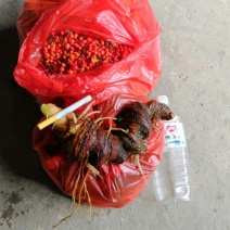 七叶一枝花，重楼子，草河车