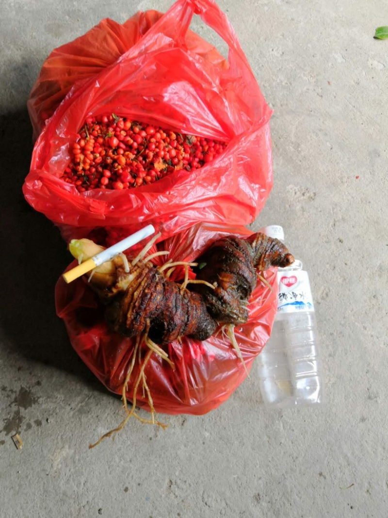 七叶一枝花，重楼子，草河车