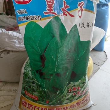 大叶菠菜种子，深绿色,肉厚质嫩,抗病耐寒耐热