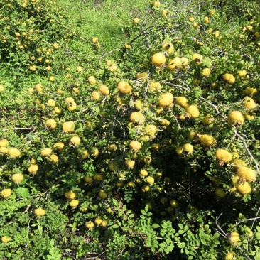 刺梨鲜果（贵龙5号）千亩基地直供量大从优