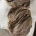 【精选】牛毛肚盐干牛毛肚品质好出成率高可发样品