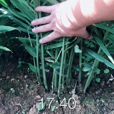 云南小黄姜