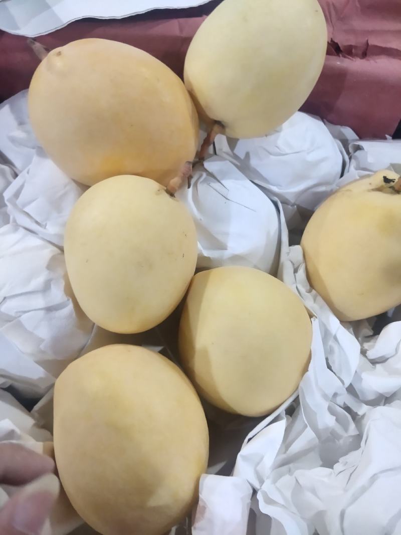 【高碑店新发地-乐航商贸】热龙芒果
