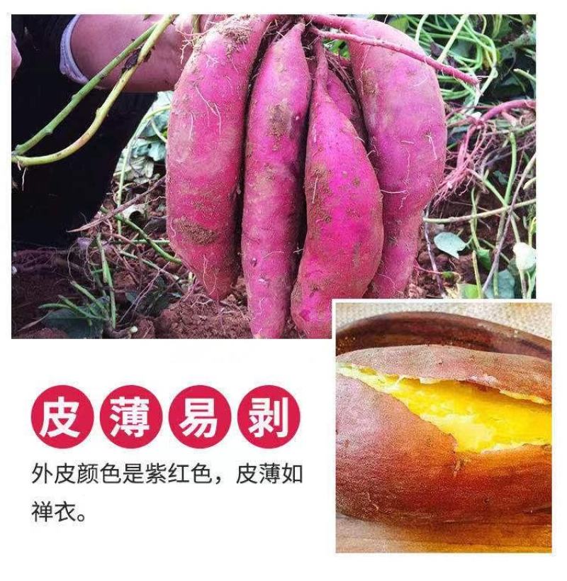 自家瓜地