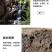 自家瓜地