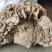 树舌灵芝野生山林大个树舌瓶盖树舌摆件