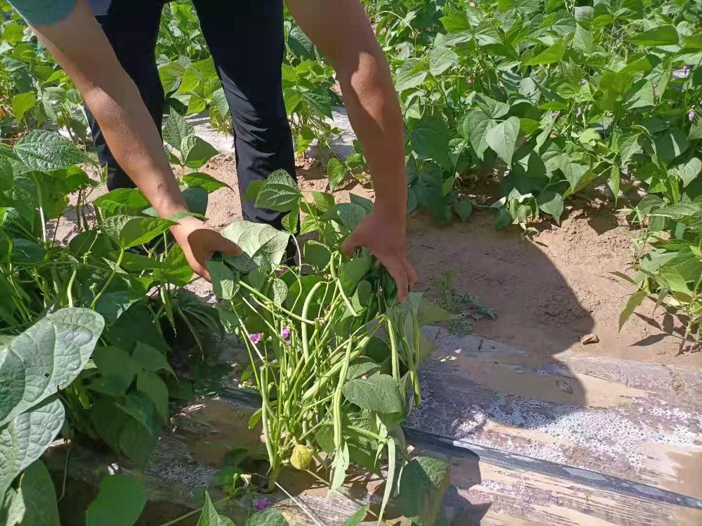 大豆幼苗病虫害防治现场图