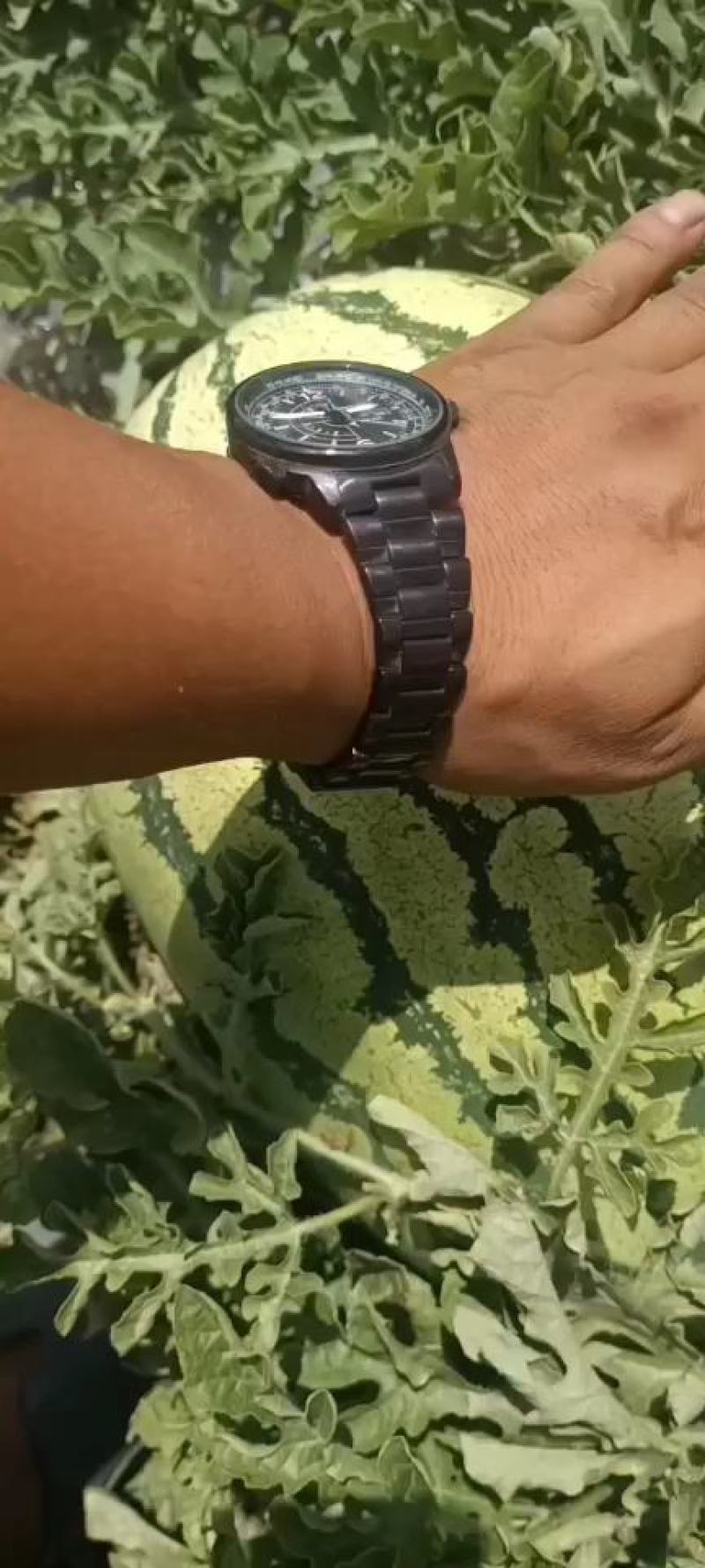 宁夏西瓜，中卫硒砂瓜，大量现货，大吨位，可供各大市场