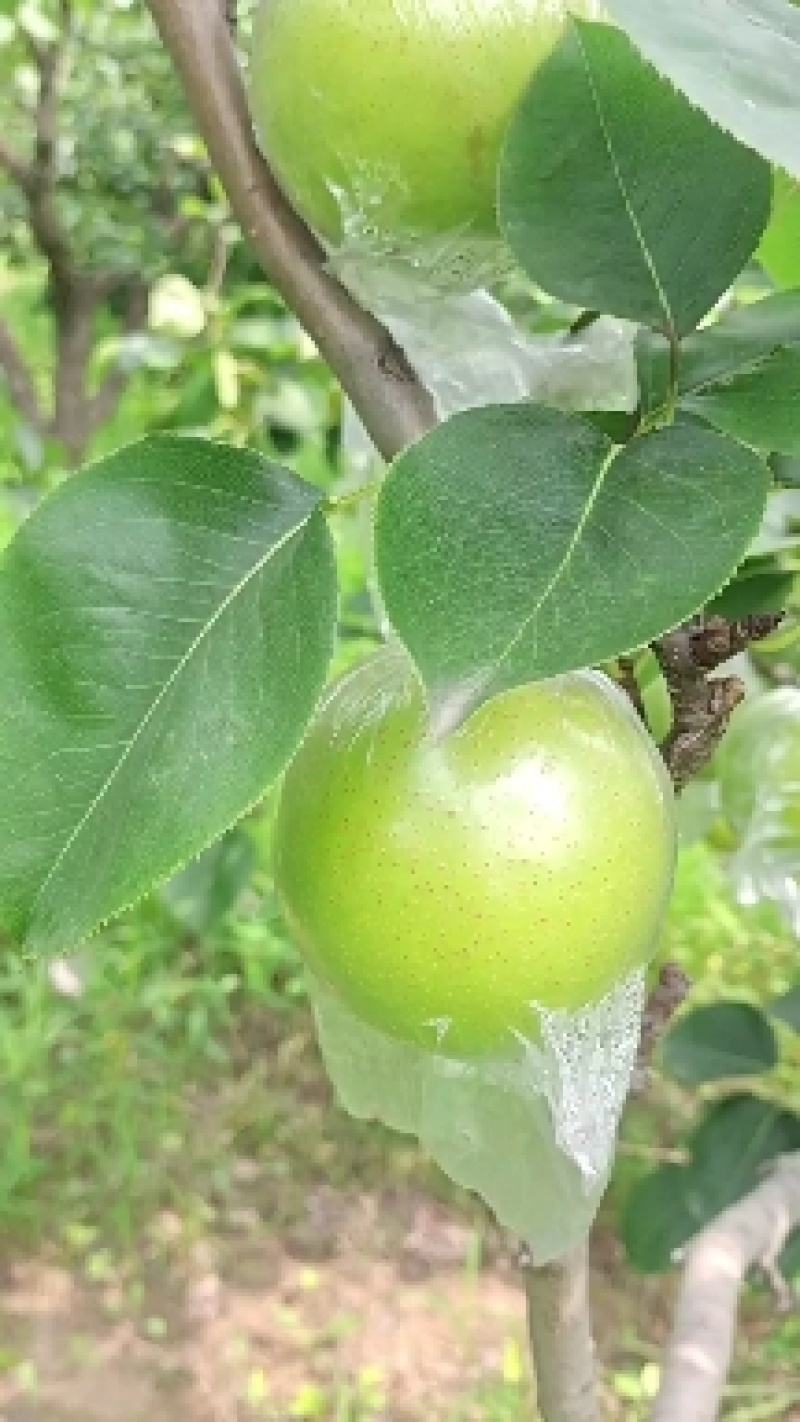 ，泊头青皮黄冠梨，可对接各大电商平台
