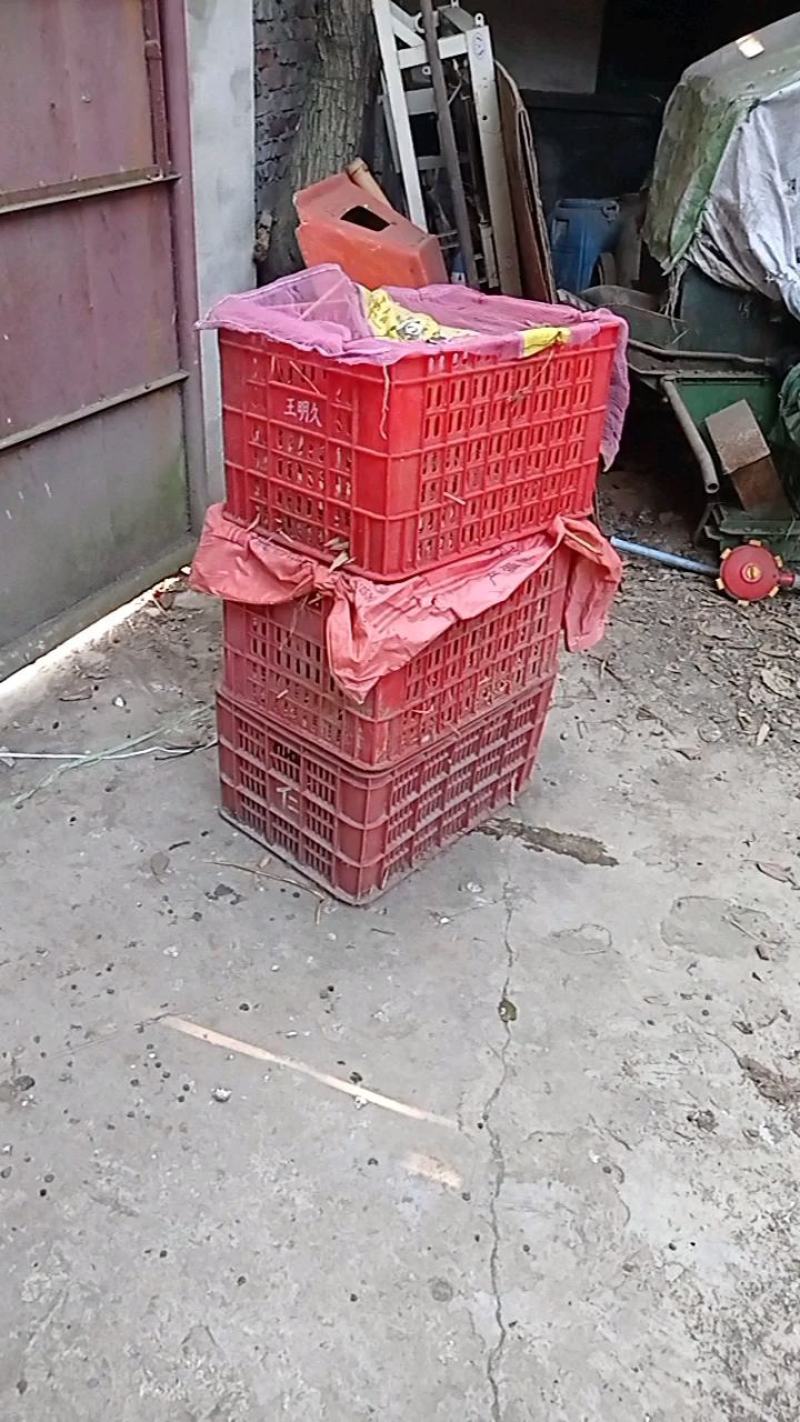小香猪，小香猪仔猪，自繁自养，本场在成都彭州蒙阳镇。