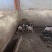 小香猪，小香猪仔猪，自繁自养，本场在成都彭州蒙阳镇。