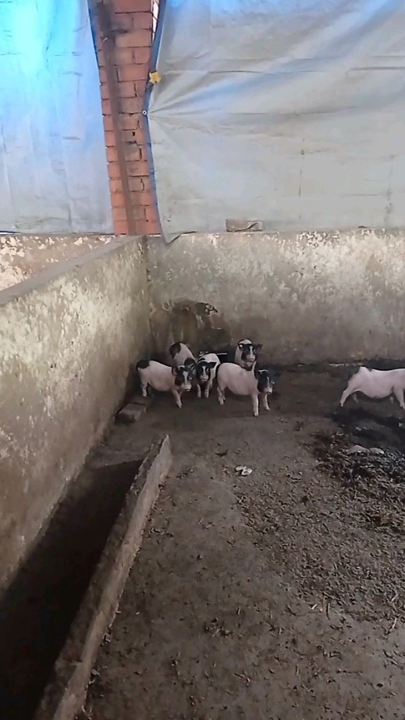 小香猪，小香猪仔猪，自繁自养，本场在成都彭州蒙阳镇。