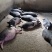 小香猪，小香猪仔猪，自繁自养，本场在成都彭州蒙阳镇。