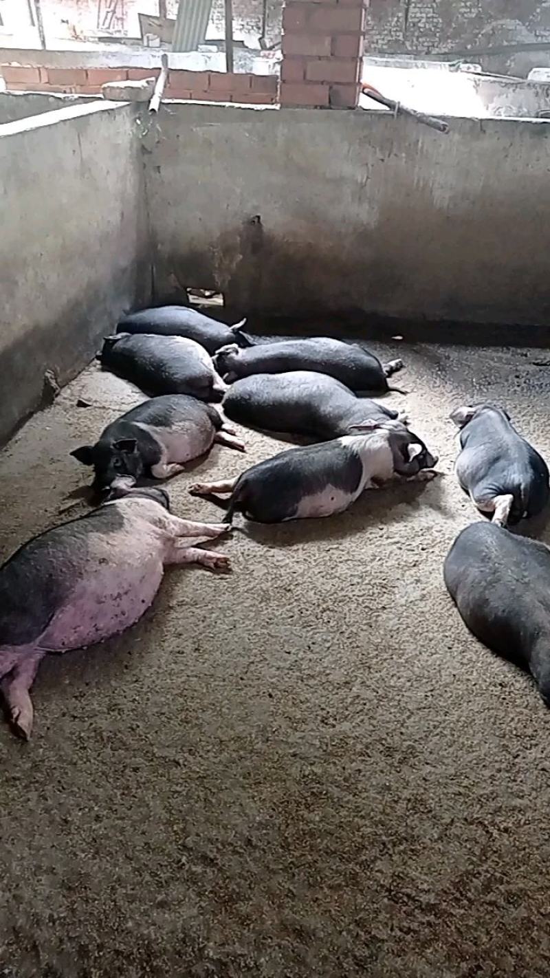 小香猪，小香猪仔猪，自繁自养，本场在成都彭州蒙阳镇。