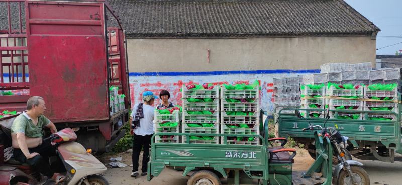 河南鲁山专业葡萄生产基地夏黑大量上市