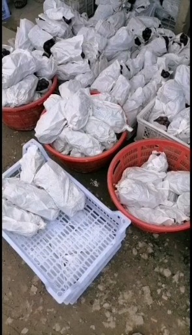 马陆一级巨峰葡萄
