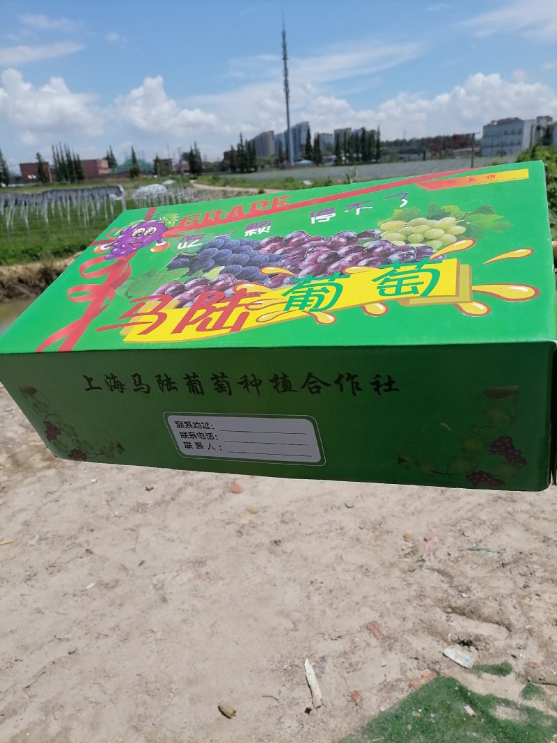 巨峰葡萄大量上市，装箱！！
