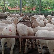 小尾寒羊价格便宜头胎怀孕羊买十送一小尾寒羊养殖技术