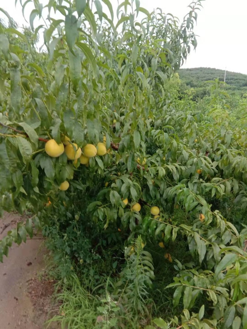 「优」金皇后3~4两量大万亩种植基地产地直发