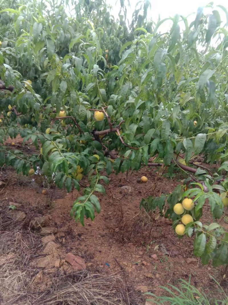 「优」金皇后3~4两量大万亩种植基地产地直发