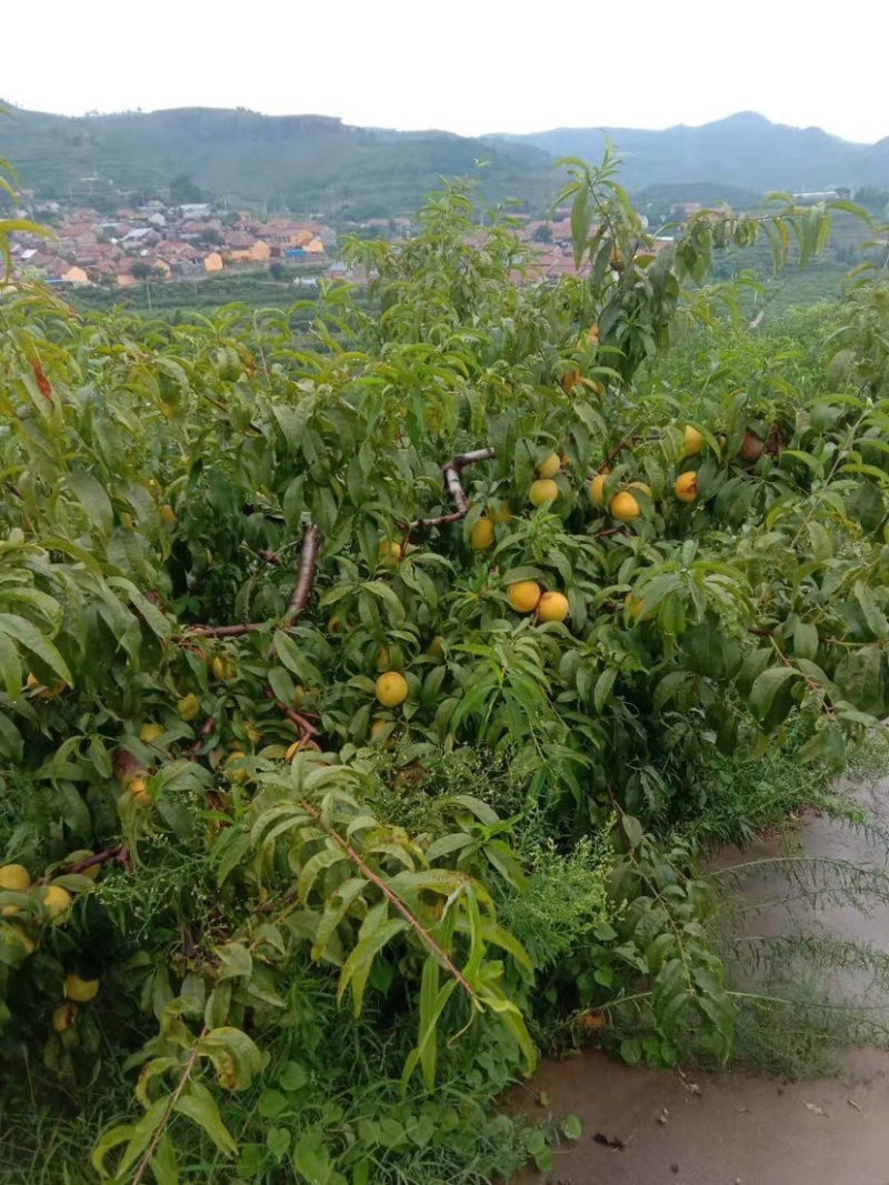 「优」金皇后3~4两量大万亩种植基地产地直发