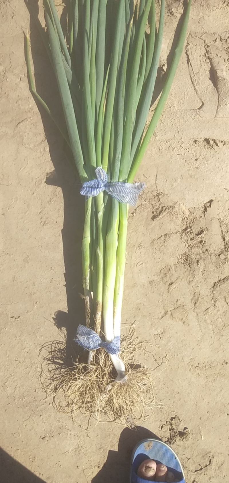 优质铁杆串大葱苗，小葱，自家种植，一手货源，保证质量
