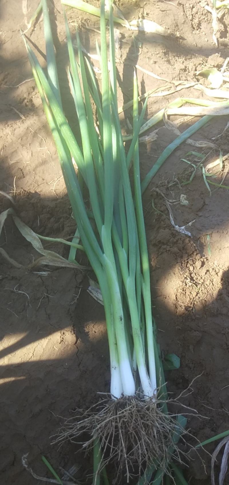 优质铁杆串大葱苗，小葱，自家种植，一手货源，保证质量