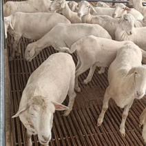 杜泊绵羊养殖场黑头绵羊价格黑头杜波羊苗肉羊价格