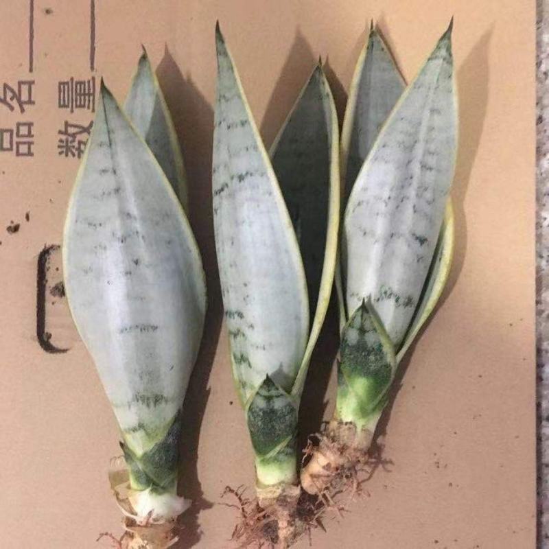 虎皮兰白雪白金稀有品种漳州基地直发大量供应