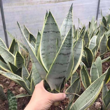 虎皮兰白雪白金稀有品种漳州基地直发大量供应