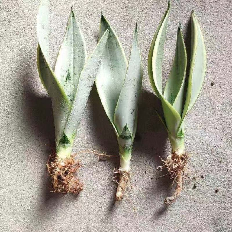 虎皮兰白雪白金稀有品种漳州基地直发大量供应