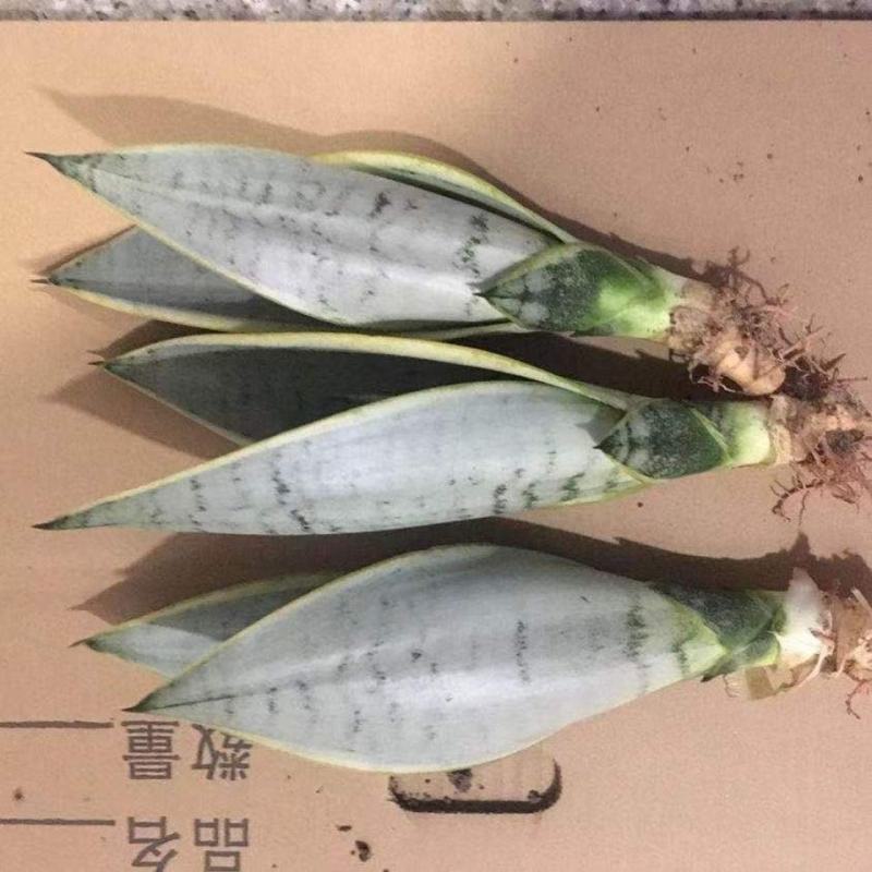 虎皮兰白雪白金稀有品种漳州基地直发大量供应