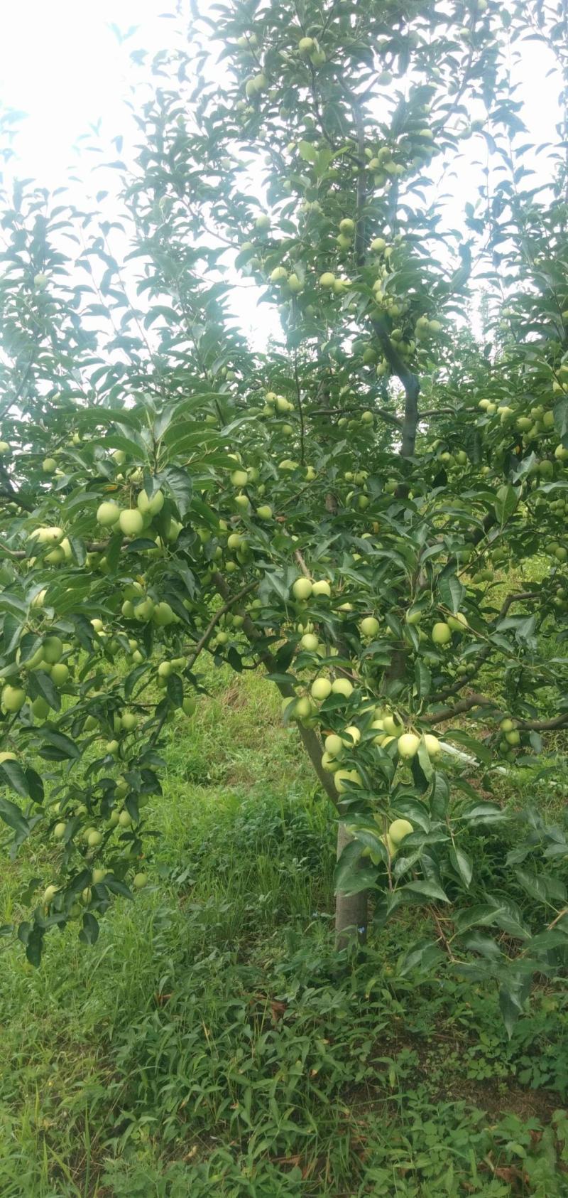 （水果主产区专业代办）适合南方市场，甜脆口，果硬度好，