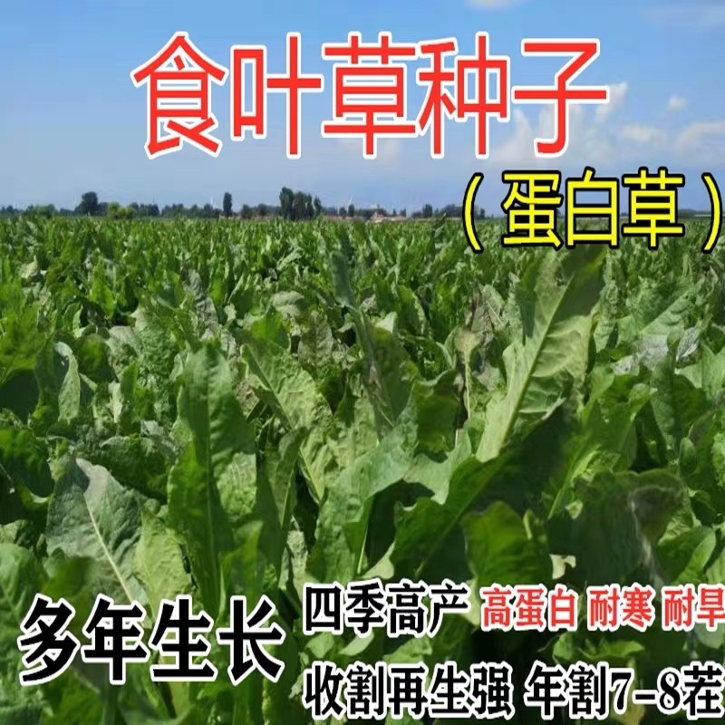 食叶草种子蛋白草高产优质牧草种籽四季猪牛羊鸡鸭鹅鱼