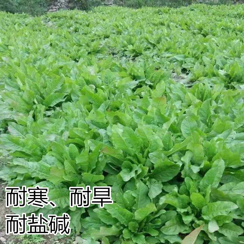 食叶草种子蛋白草高产优质牧草种籽四季猪牛羊鸡鸭鹅鱼
