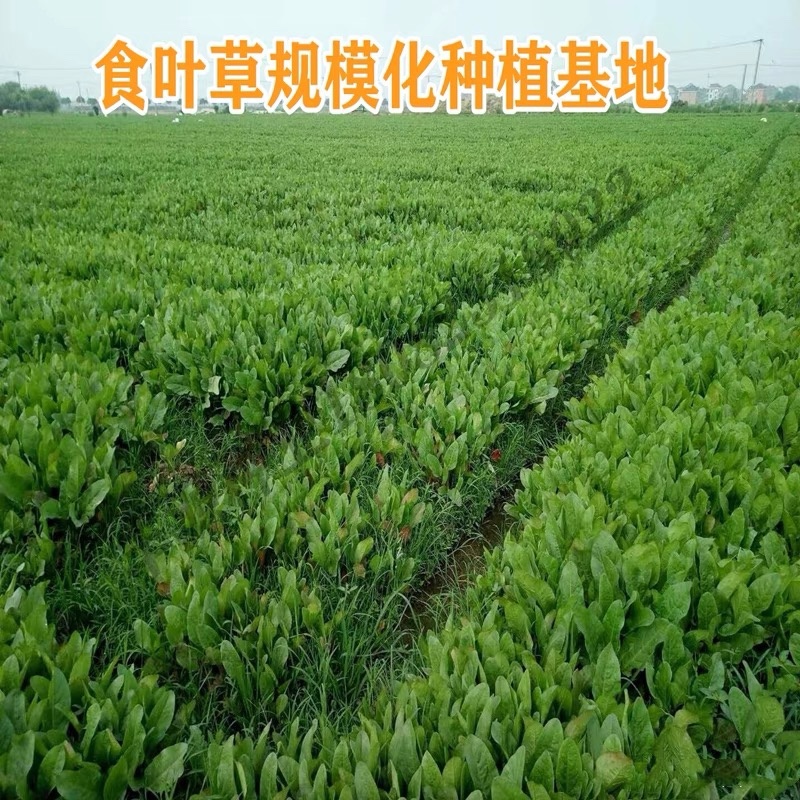 食叶草种子蛋白草高产优质牧草种籽四季猪牛羊鸡鸭鹅鱼