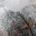 生鲜羊肚，河北定州屠宰场批发，量大优