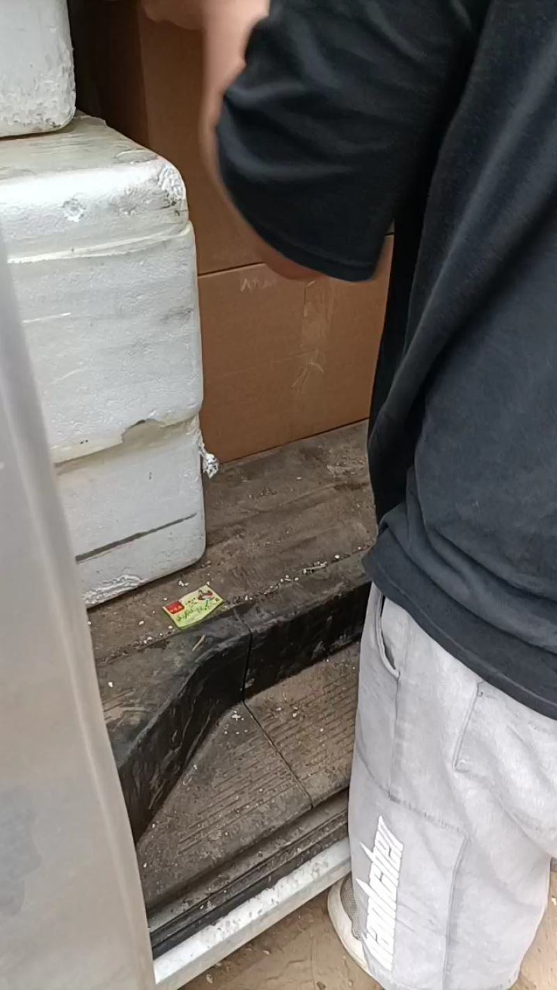 生鲜羊肚，河北定州屠宰场批发，量大优