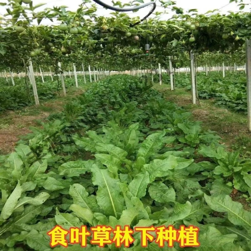 食叶草种子蛋白草高产优质牧草种籽四季猪牛羊鸡鸭鹅鱼