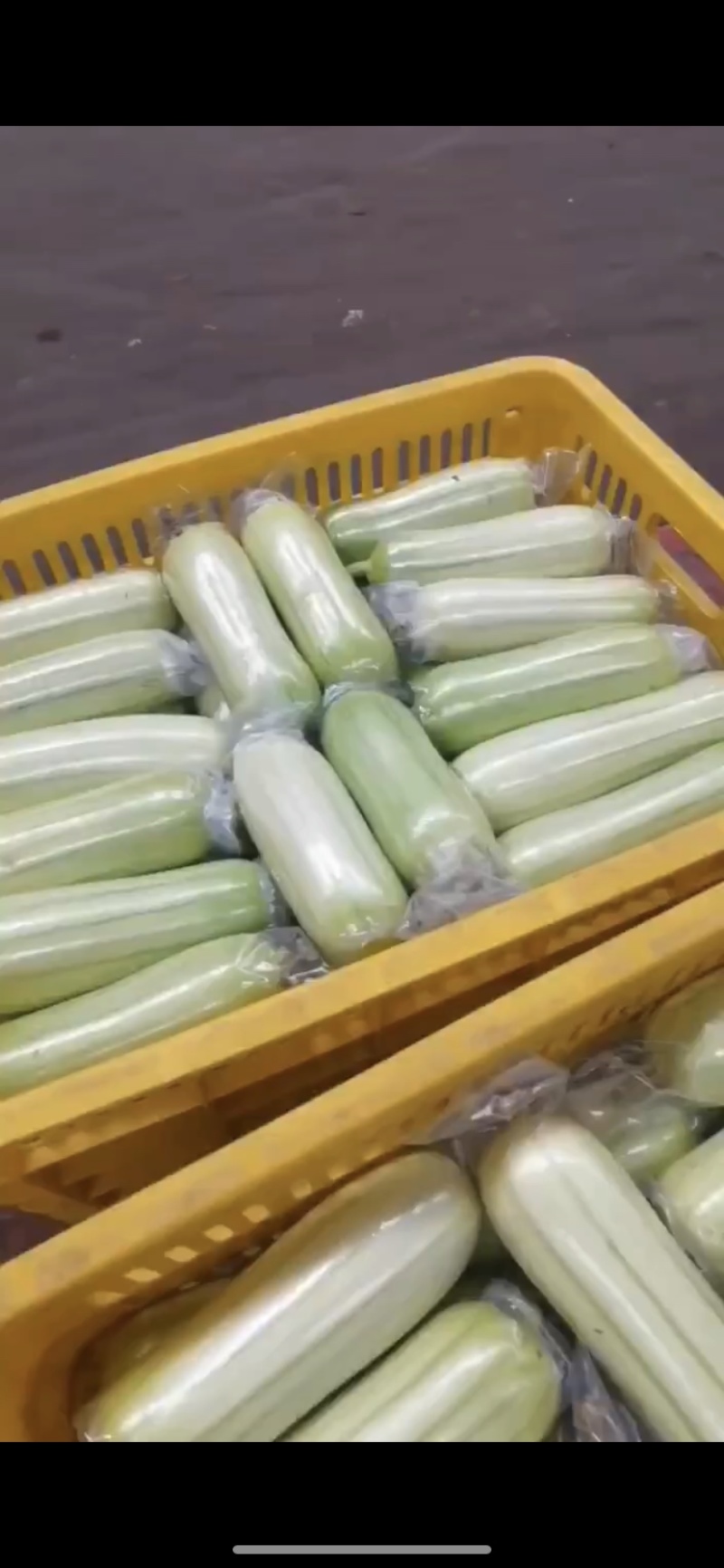 白玉丝瓜水瓜欢迎各大超市，市场，批发商前来咨询。