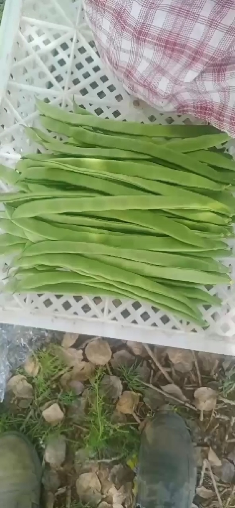 张北豆角