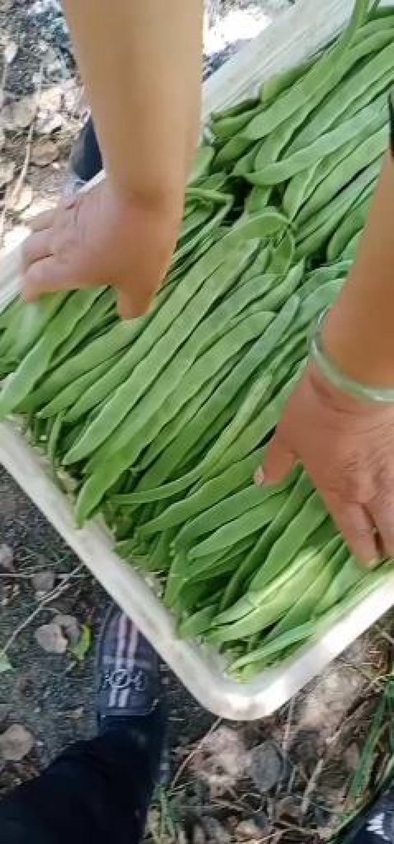 张北豆角
