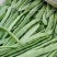 张北豆角