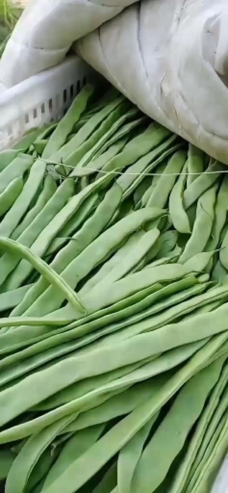 张北豆角