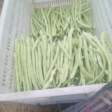 张北豆角