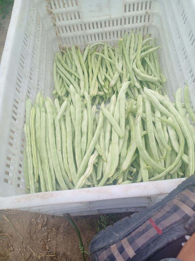 张北豆角