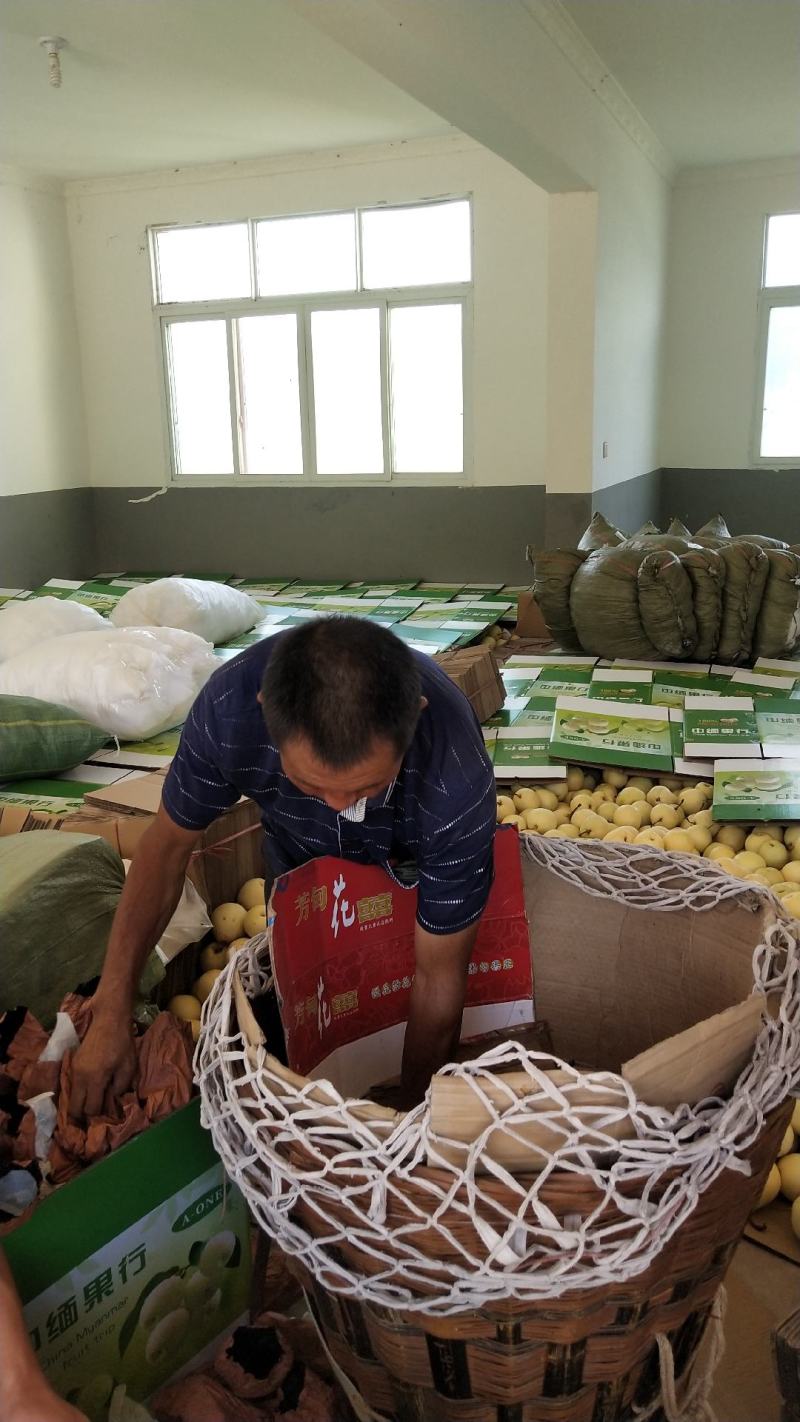 金花梨口感脆甜，个头大，颜色好。可视频看货。